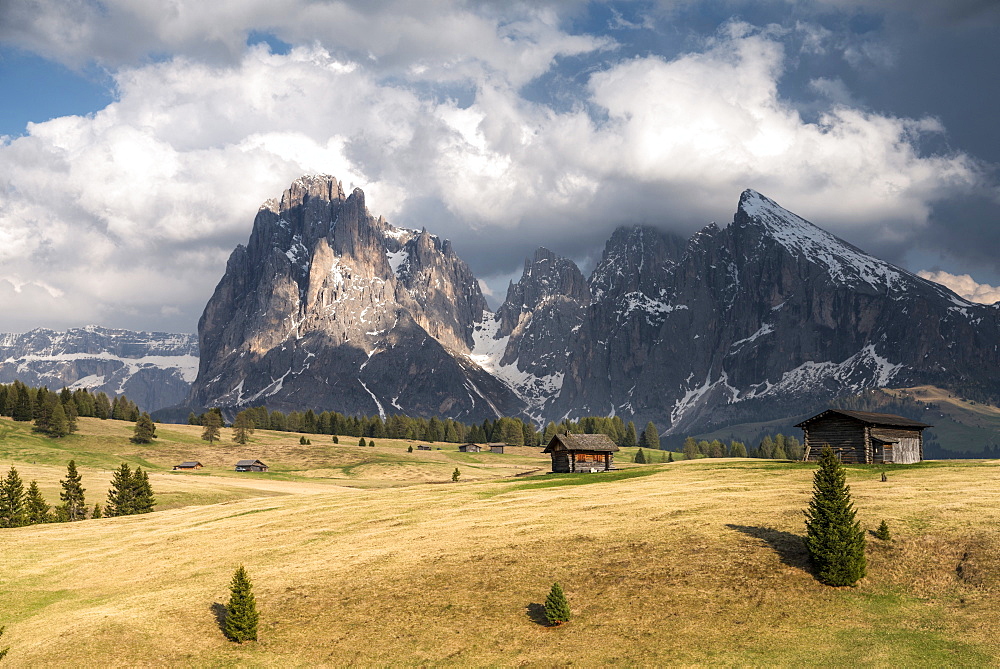 Alpe di Siusi/Seiser Alm, Dolomites, Alto Adige, Italy, Europe. View from the Alpe di Siusi to the peaks of Sassolungo/Langkofel and Sassopiatto / Plattkofel