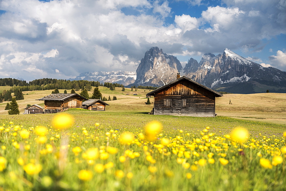 Alpe di Siusi/Seiser Alm, Dolomites, Alto Adige, Italy, Europe. Spring on the Alpe di Siusi with the peaks of Sassolungo/Langkofel and Sassopiatto / Plattkofel