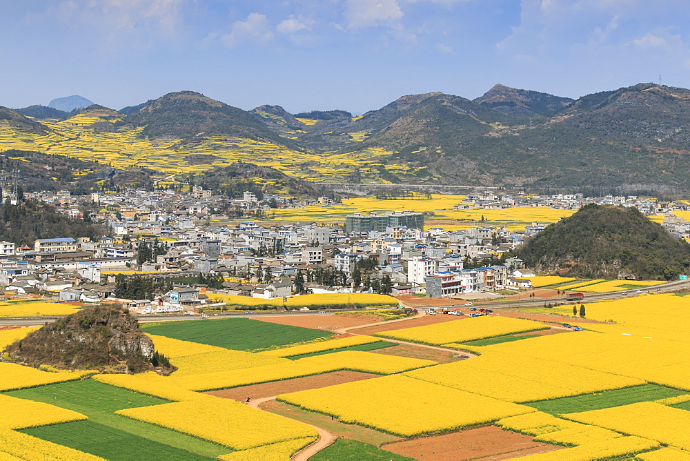 Rapeseed flowers of Luoping, Yunnan, China