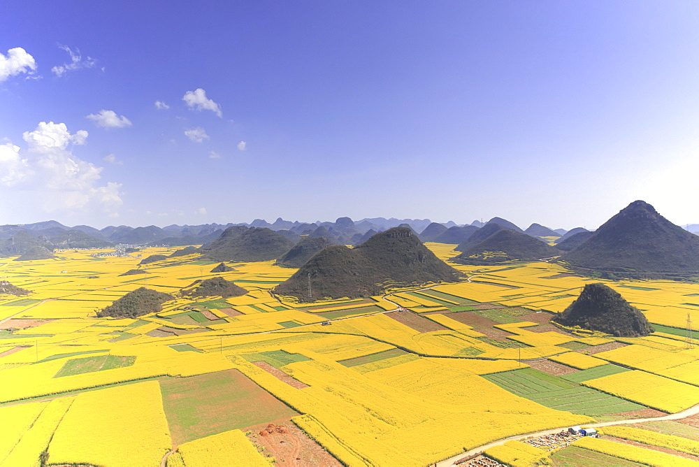 Rapeseed flowers of Luoping, Yunnan, China