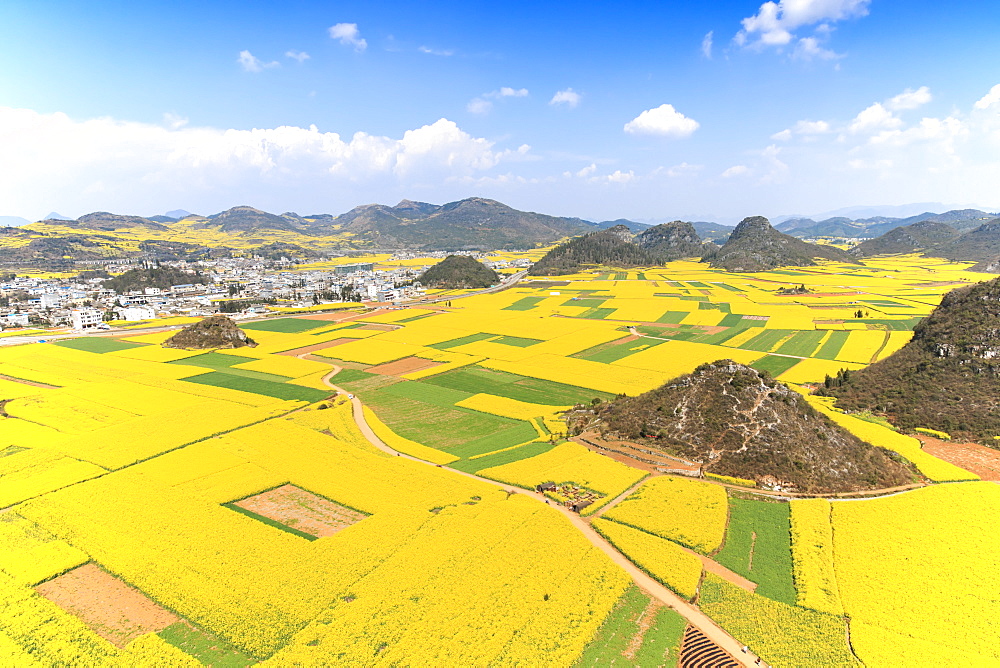 Rapeseed flowers of Luoping, Yunnan, China