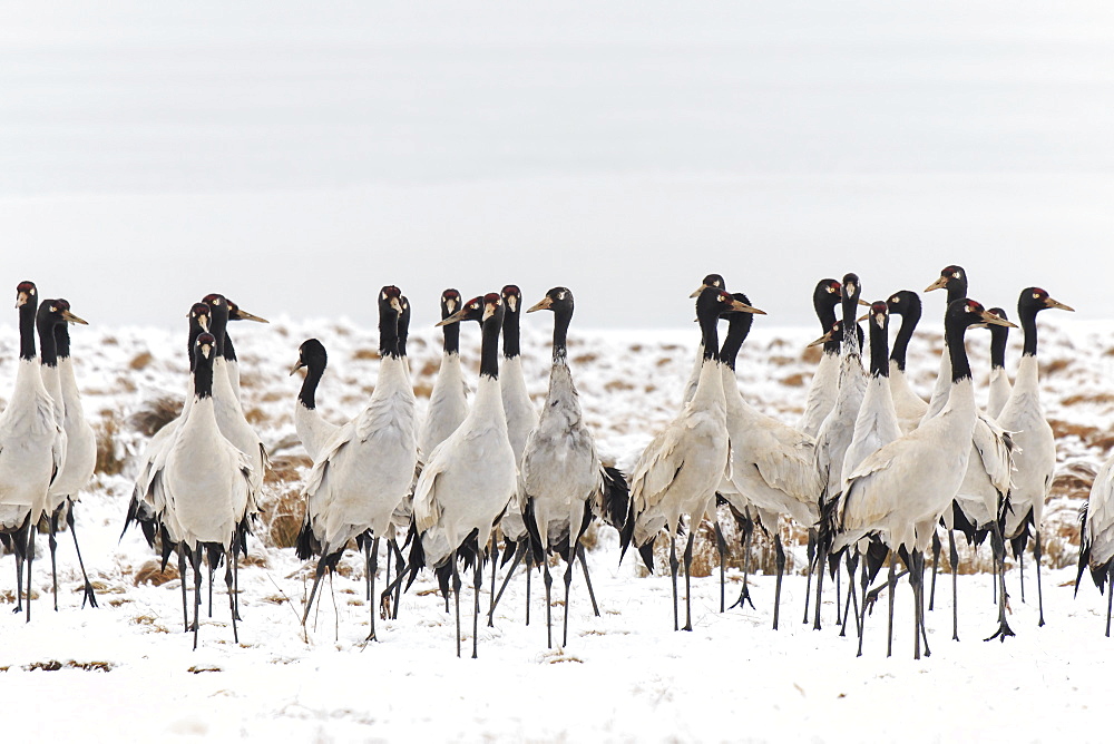 Black necked crane (Grus nigricollis) on Da Shan Bao in Yunnan, China