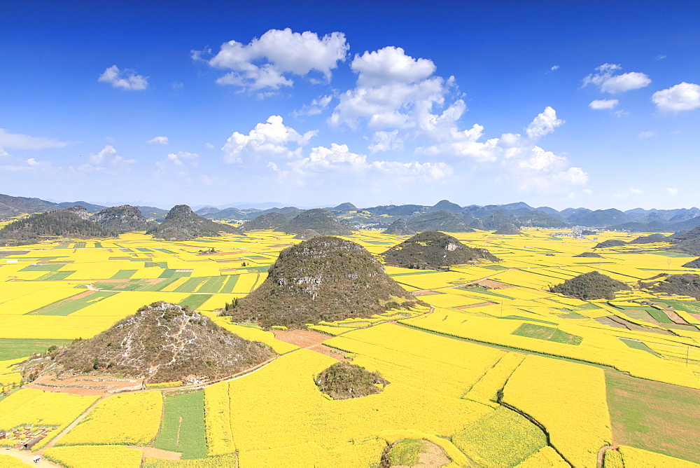 Rapeseed flowers of Luoping, Yunnan, China