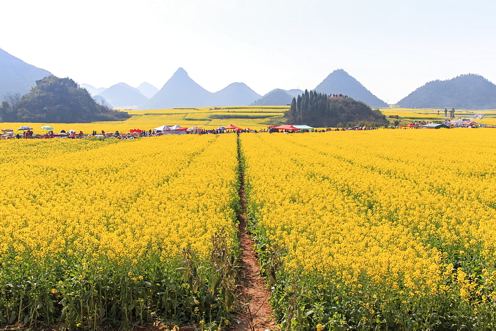 Tourists walking among Rapeseed flowers fields of Luoping in Yunnan China. Luoping is famous for the Rapeseed flowers that bloom on early spring, China