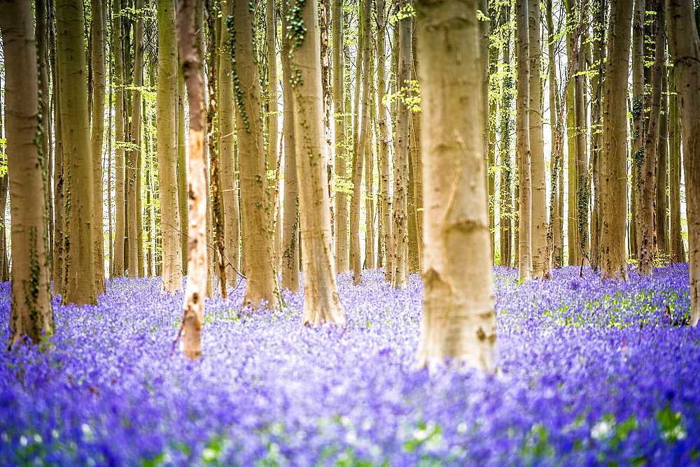 Beech forest, Hallerbos, Halle, Vlaams Gewest, Brussels, Belgium, Europe