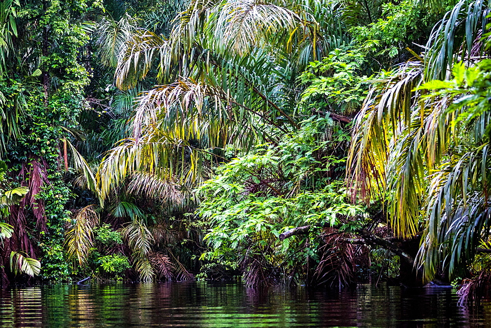 Tortuguero National Park, Costa Rica, Central America