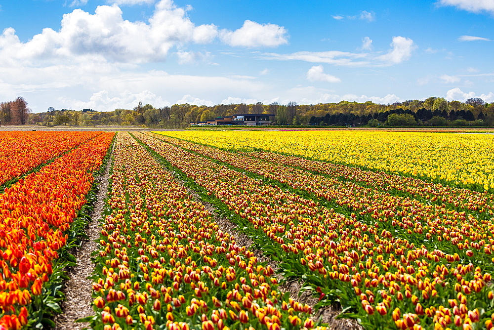 Tulips in Lisse, Netherlands, Europe