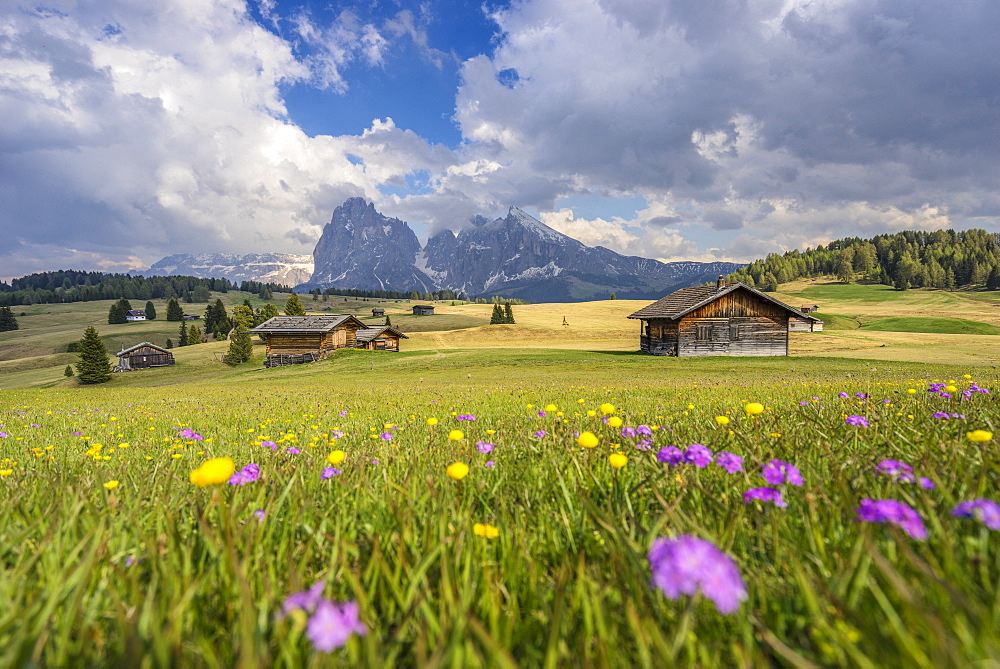 Alpe di Siusi/Seiser Alm, Dolomites, Alto Adige, Italy, Europe. Spring colors on the Alpe di Siusi/Seiser Alm with the Sassolungo/Langkofel and the Sassopiatto/Plattkofel in background