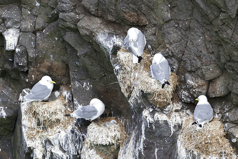 Black-legged kittiwake (Rissa tridactyla), colony in the cliffs of the island Mykines, part of the Faroe Islands in the North Atlantic. Europe, Northern Europe, Denmark, Faroe Islands