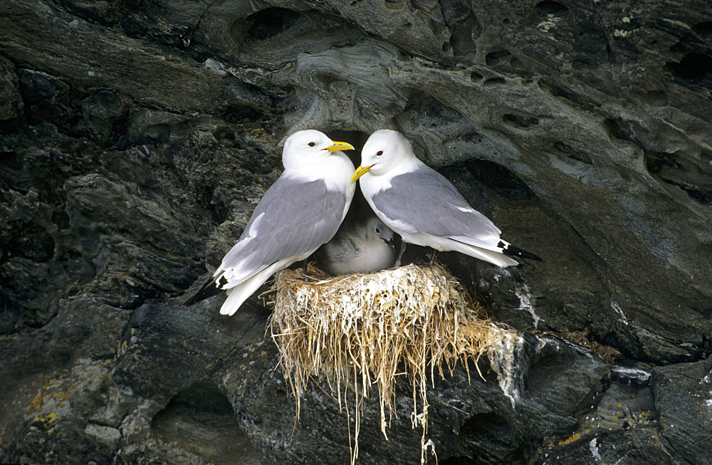 Black-legged kittiwake (Rissa tridactyla), colony in the cliffs of the island Colonsay in Scotland. Europe, Central Europe, Great Britain, Scotland, Colonsay