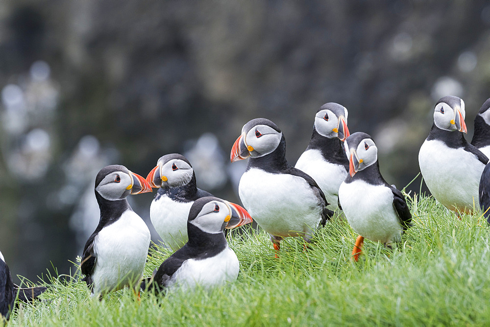 Atlantic Puffin (Fratercula arctica) in a puffinry on Mykines, part of the Faroe Islands in the North Atlantic, Denmark, Northern Europe