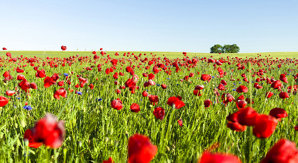 Field with poppy and conrflowers in the  Usedomer Schweiz on the island of Usedom.    Europe,Germany, Mecklenburg-Western Pomerania, Usedom, June