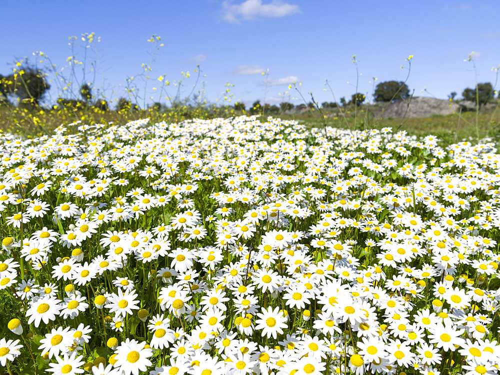 Scentless false mayweed (scentless mayweed, scentless chamomile, wild chamomile, mayweed, false chamomile, Baldr's brow , Tripleurospermum maritimum), meadow near Marvao.  Europe, Southern Europe, Portugal, Alentejo