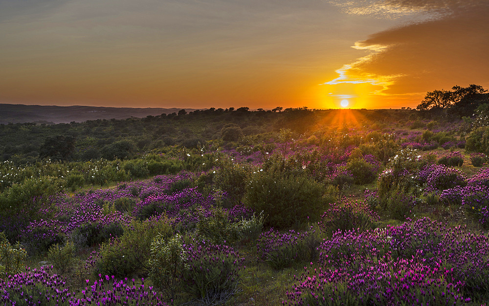 Landscape with Spanish lavender  (Lavandula stoechas, French lavender, topped lavender) near Mertola in the nature reserve Parque Natural do Vale do Guadiana in the  Alentejo   Europe, Southern Europe, Portugal, Alentejo