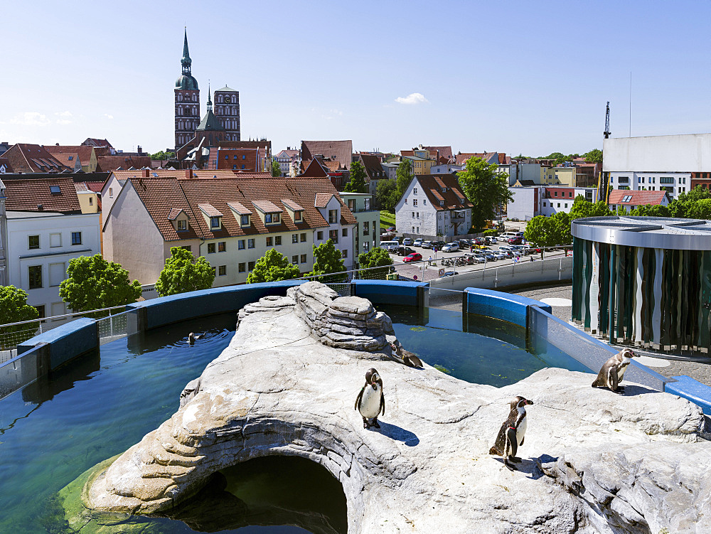 Ozeaneum, a museum dedicated to oceans, a new architectural icon and landmark of Stralsund, Humboldt Penguins on the roof of the museum. The Hanseatic City Stralsund. The old town is listed as UNESCO World Heritage. Europe, Germany, West-Pomerania, June