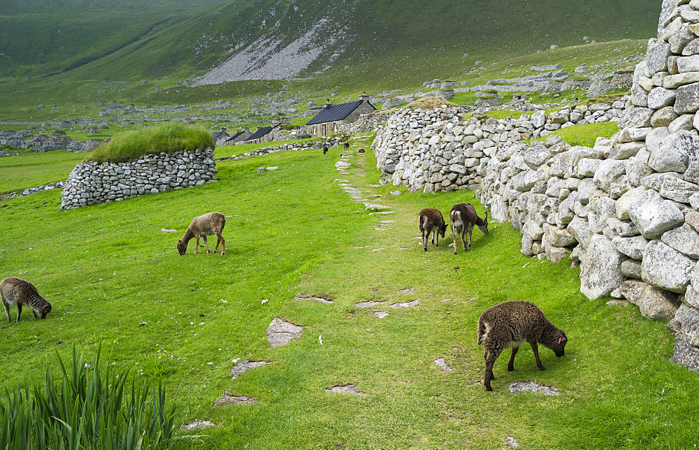 The islands of St Kilda archipelago in Scotland. Island of Hirta. Soay sheep a traditional and old breed of sheep unique to St. Kilda, now feral. It is one of the few places worldwide to hold joint UNESCO world heritage status for its natural and cultural qualities. Europe, Scotland, St. Kilda, July