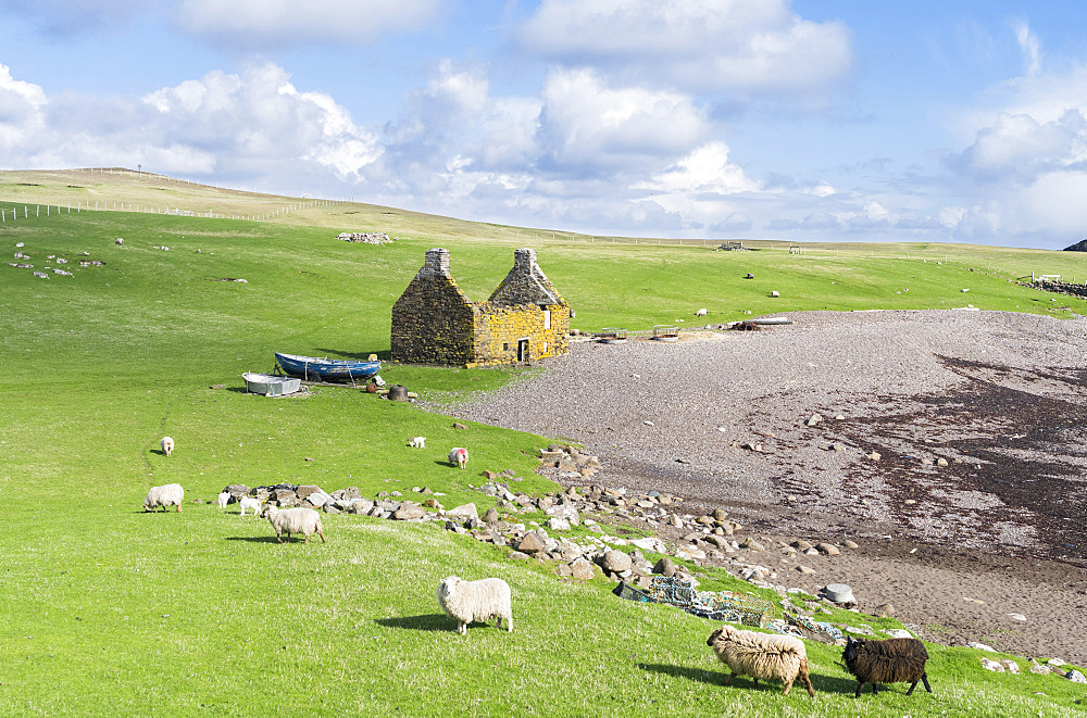 Landscape on the Eshaness peninsula, the old haaf fishing station at Stenness. haaf fishing in open boats (sixern or sixereens) was a major source of income in Shetland around 1900.  europe, central europe, northern europe, united kingdom, great britain, scotland, northern isles,shetland islands, May