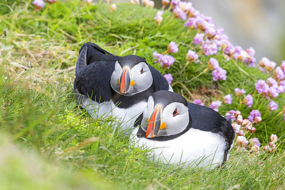 Atlantic Puffin (Fratercula arctica) on the Shetland Islands in Scotland.   Europe, northern europe, great britain, scotland, Shetland Islands, June