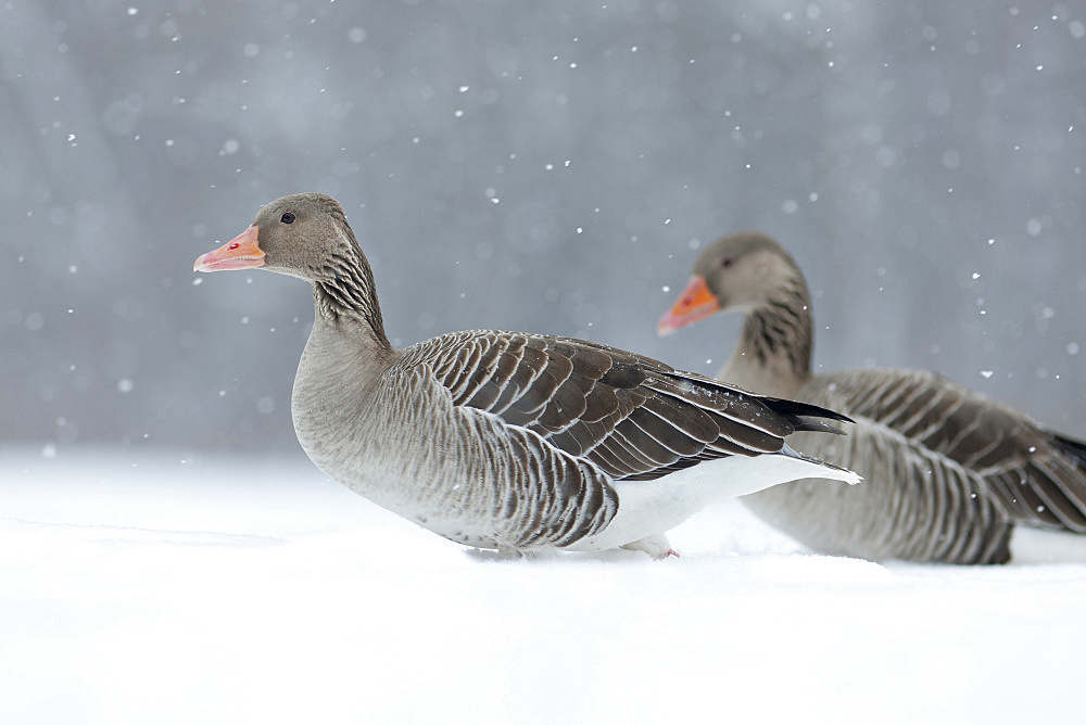 Greyleg Goose (Anser anser) during winter, snowfall and in deep snow, Germany. The Greylag Goose is originally a migratory bird, but some local populations tend to be resident for still unknown reasons, Europe, Central Europe, Bavaria, Germany