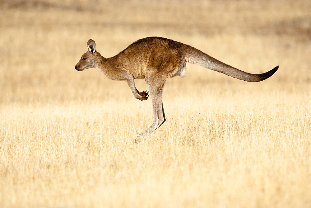 Eastern Grey Kangaroo or Forester Kangaroo (Macropus giganteus), jumping, running, Australia, Tasmania