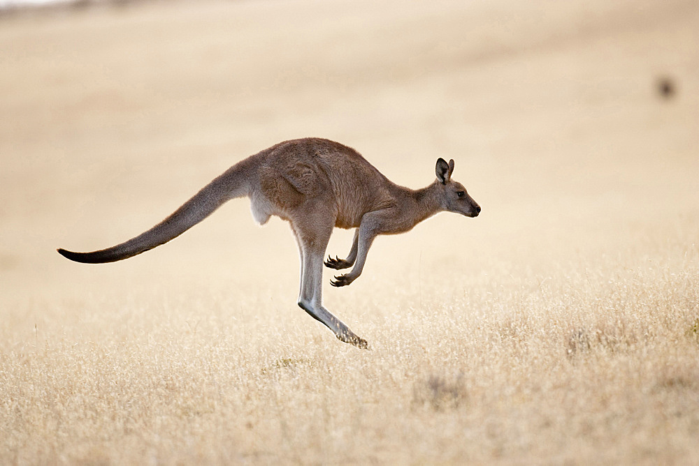 Eastern Grey Kangaroo or Forester Kangaroo (Macropus giganteus), jumping, running, Australia, Tasmania