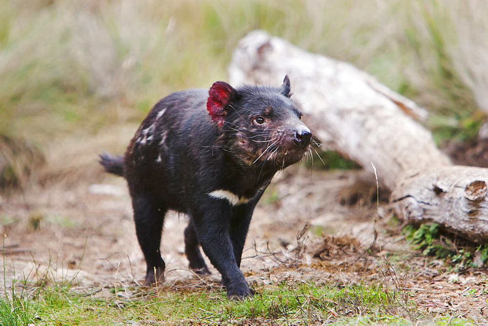 Tasmanian Devil (Sarcophilus harrisii) feeding on carrion (roadkill used as bait) during the night.  The Tasmanian Devil is the largest of the Dasyuridae, strictly protected and endangered. They are primarily nocturnal and opportunists feeding mostly on carrion,  Australia, Tasmania