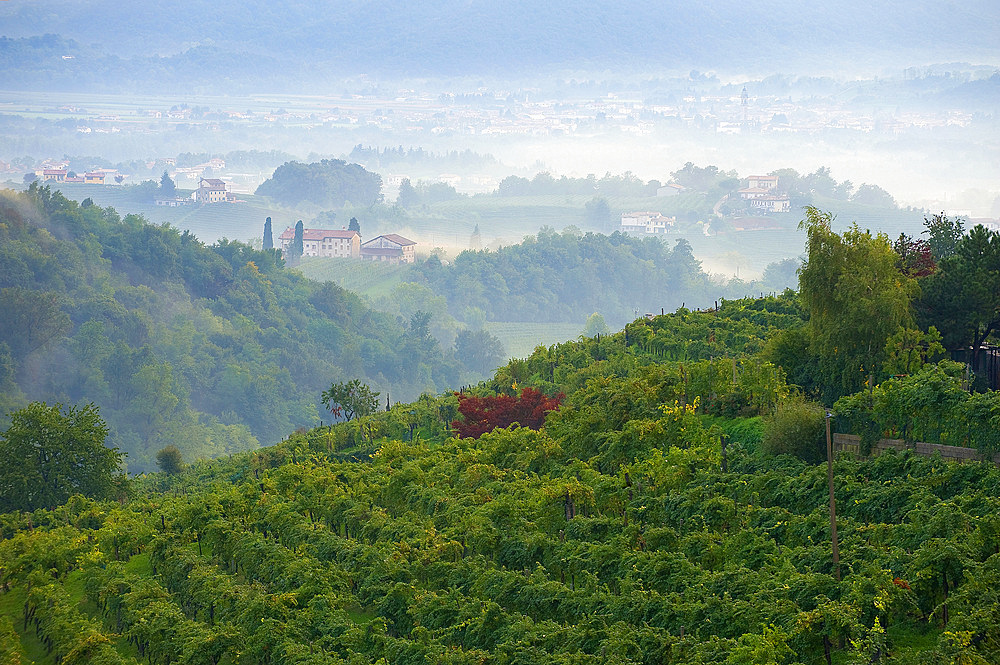 Vineyards and white wine road, Valdobbiadene, Treviso, Italy, Europe