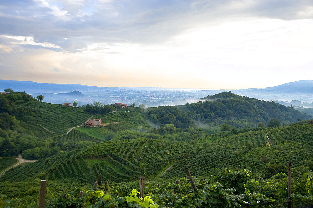 Vineyards and white wine road, Valdobbiadene, Treviso, Italy, Europe