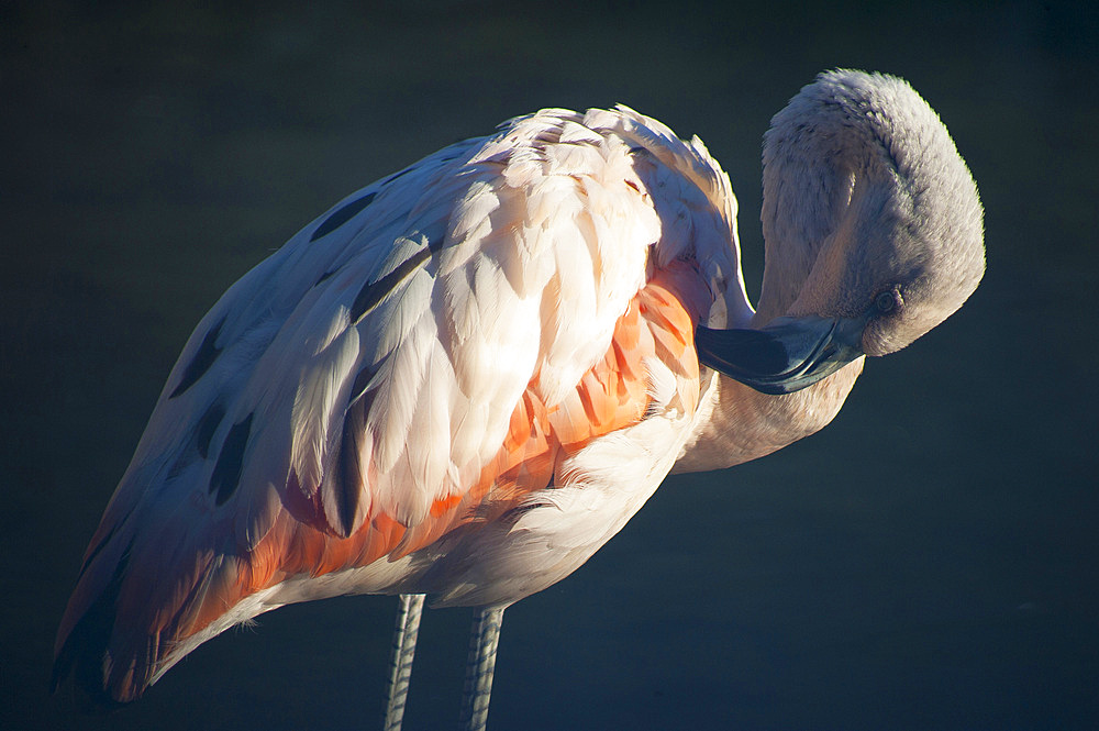 Flamingo, Oceanografic, Ciutat de les Arts i les Ciències, Valencia, Spain, Europe