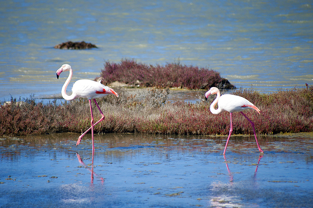 Flamingos, Is Solinas Beach, Masainas, Sardinia, Italy, Europe