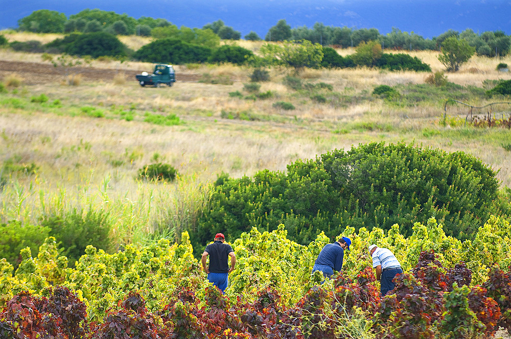 Harvest, Campidano, Cagliari, Sardinia, Italy, Europe