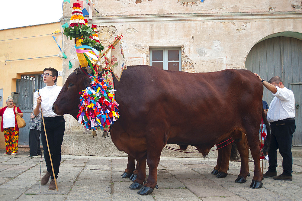 Procession of Santa Maria de is Aquas, Sardara, Sardinia, Italy, EuropeSardinia; Sardinian; Traditions; Typical; Sardara; Feast; Religious; Catholic; Church; Ales; Terralba; Dress; Vest; Shawl; Folk; Folclore; Wrap; Oxen; Procession; Horizontal; Vertical