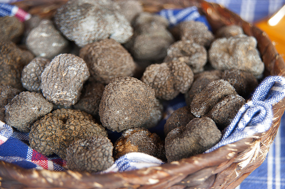 Black Truffle, Alba, Cuneo, Piedmont, Italy, EuropeTruffles; Piedmont; Piemonte; Food; Closeup; Typical; Tradition; Radish; Autumn; Horizontal