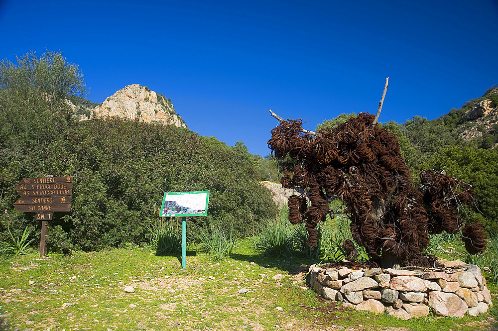 Tree of Laces, Oasis WWF Monte Arcosu. The Monte Arcosu - Piscinamanna forest complex is the largest Mediterranean Maquis forest in the entire Mediterranean basin. Sardinia, Italy, Europe