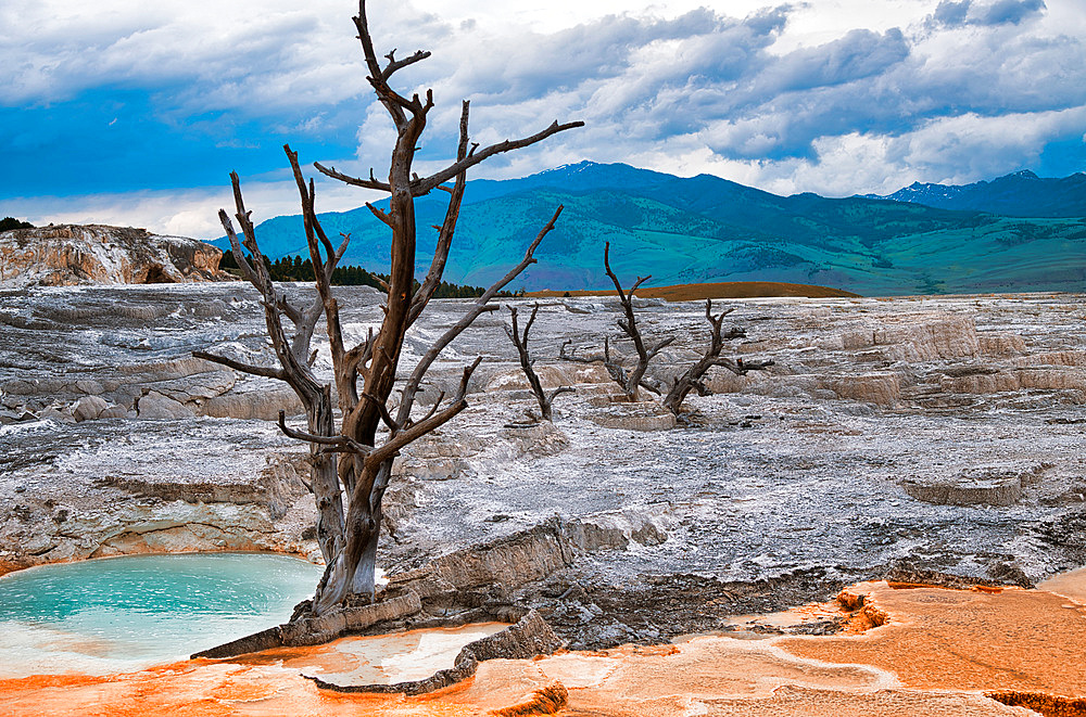 Mammoth Hot Springs with bare tree trunk in Yellowstone National Park, Wyoming.