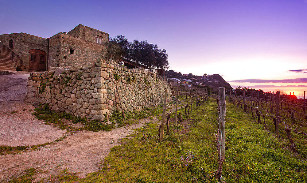 Cantine Pietratorcia winery, Forio d'Ischia, Ischia island, Campania, Italy, Europe