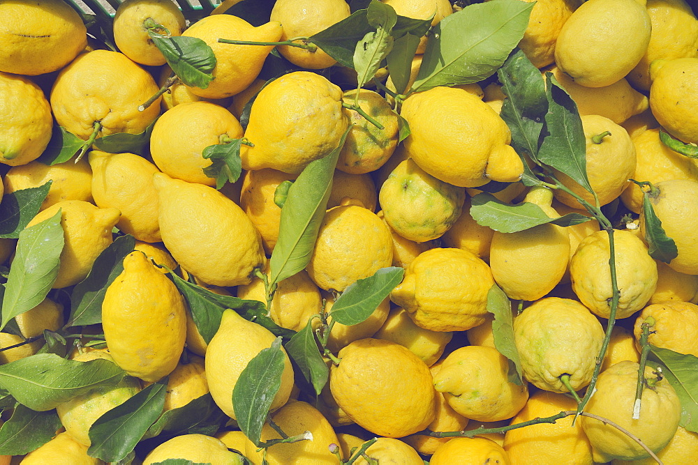 Typical lemons of the Amalfi Coast called "sfusato" for the elongated shape.The typical yellow color of the lemon characterizes all the terraced gardens of the towns of the Amalfi coast, Campania, Italy, Europe