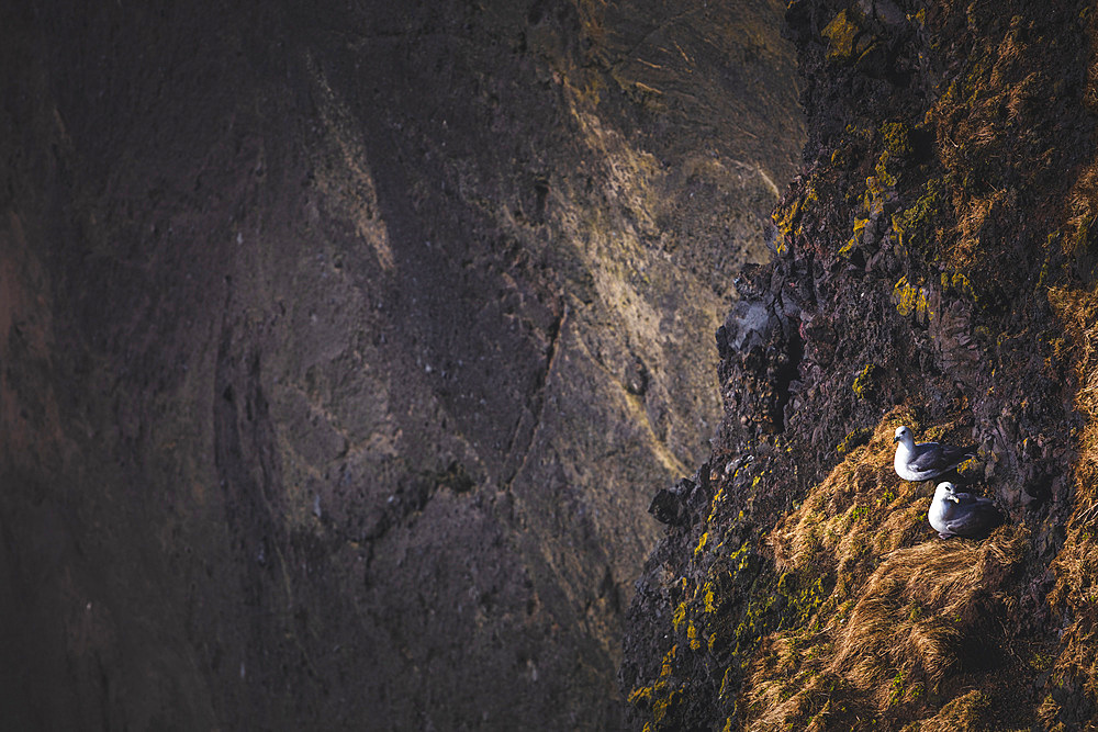 Birds are flying over the promontory in Iceland, North Atlantic Ocean