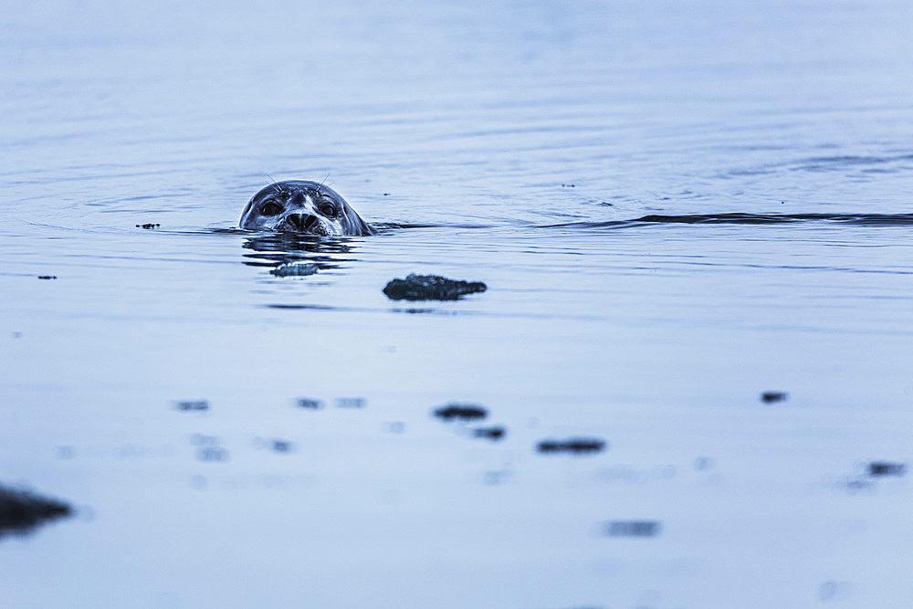 Some seals in Jˆkuls·rlÛn glacier lagoon, Iceland, North Atlantic Ocean