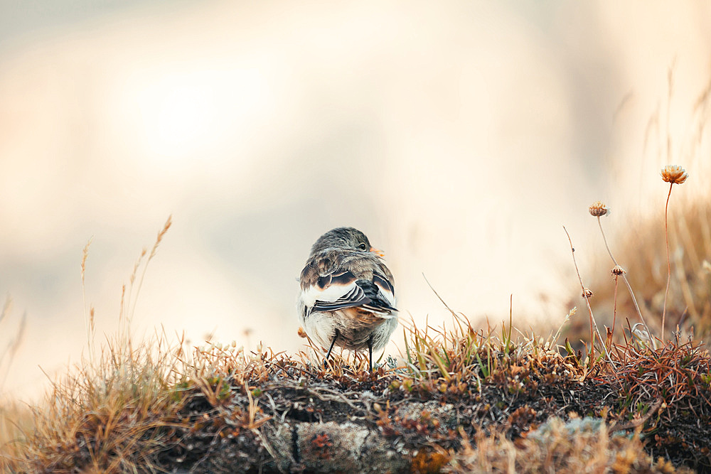 Little bird in front of the Gran Sasso Mountain ready to take flight, Italy, Europe