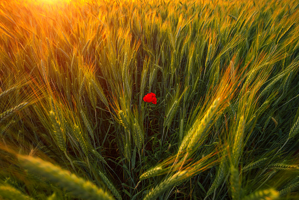 A red poppy in a wheat field during a beautiful sunset, Italy, Europe