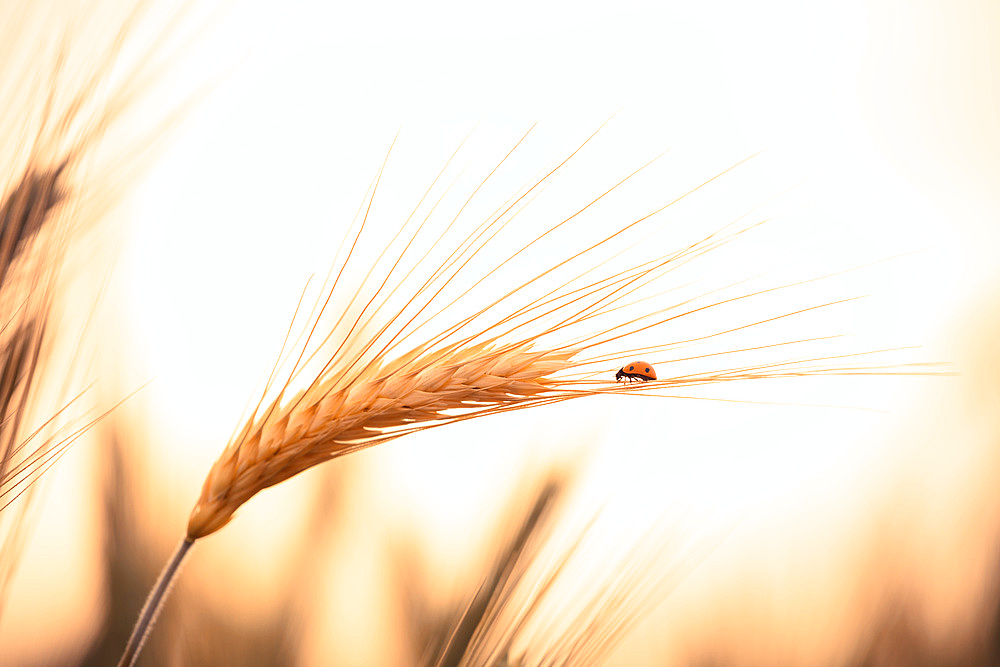 Ladybugs walk over an ear of gold corn / A man helps a ladybug to arrive over an ear of gold corn, Italy, Europe