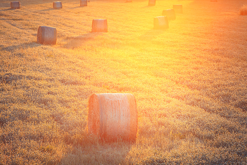 Some hay bales in a green wheat field, Italy, Europe