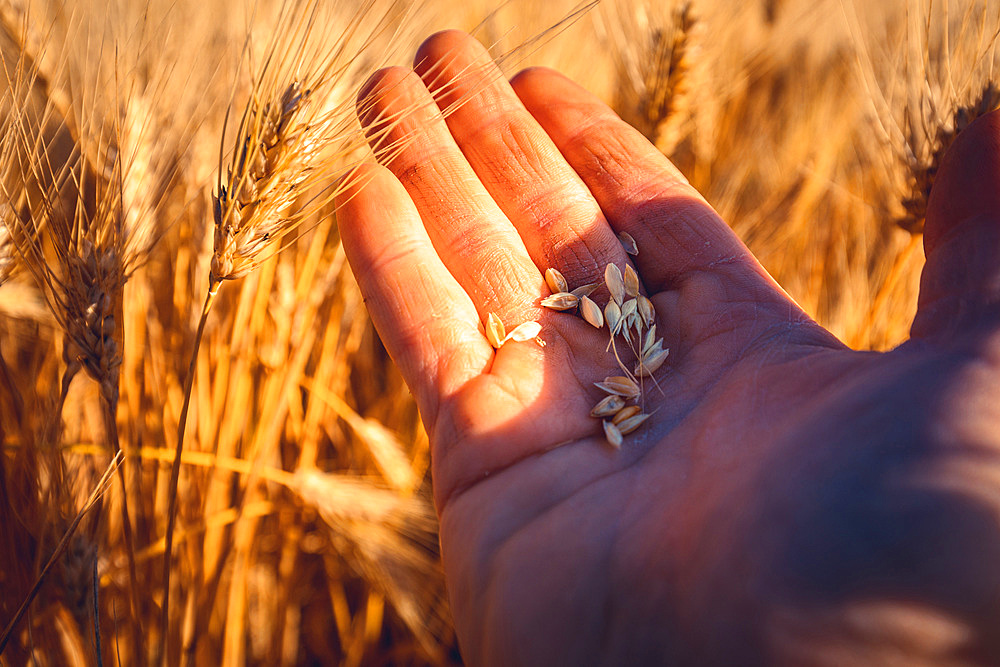 A young man's hand touching some ear of corns in a wheat field. Young boy in a concettual scene, Italy, Europe