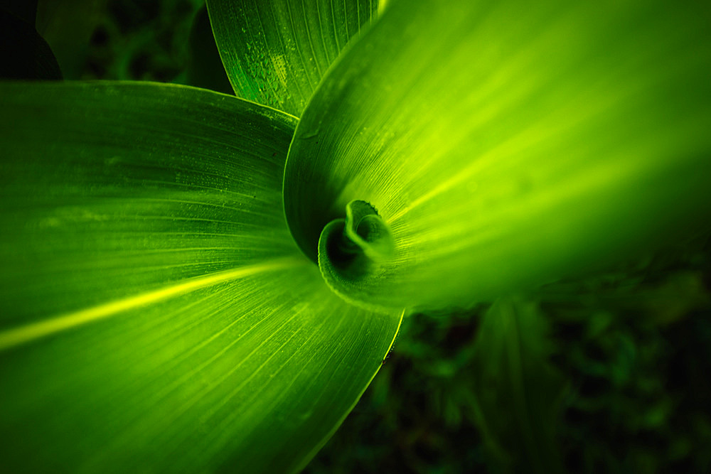 Close-up view of grass in a field of cobs, Italy, Europe