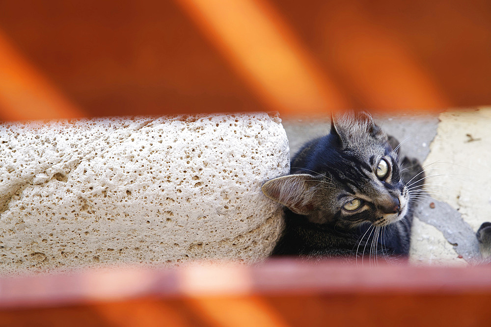 Young greek cats, Lipsi or Lissos island, Dodecanese Archipelago, Tweve Island, Greece, Europe