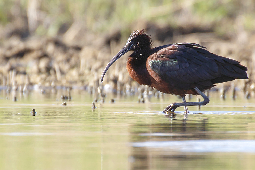 Sentina Nature Reserve, Mignattaio, Plegadis falcinellus, San Benedetto del Tronto, Marche, Italy, Europe