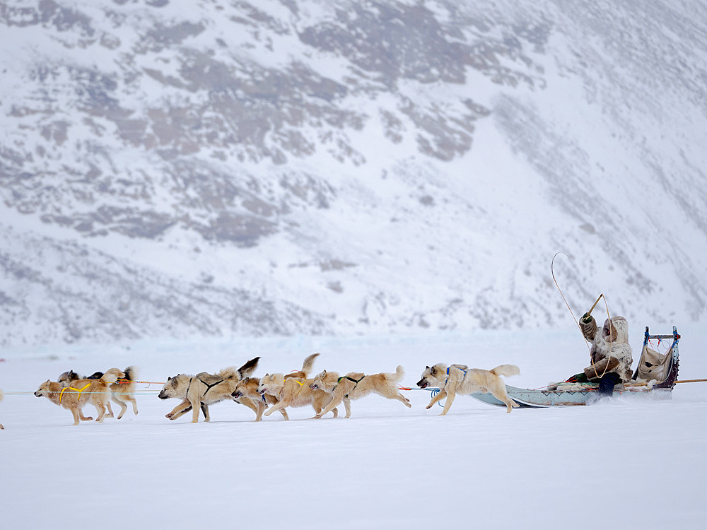 Inuit musher wearing traditional fur garments on a dog sled with Greenland Dogs on sea ice during winter near Uummannaq in northern Westgreenland beyond the arctic circle. North America, Greenland, Danish territory