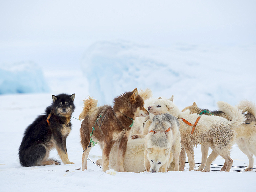 Harnessing the sled dogs. Greenland Dogs on sea ice during winter near Uummannaq in northern Westgreenland beyond the arctic circle. North America, Greenland, Danish territory