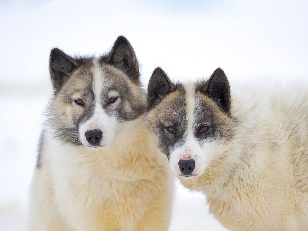 Sled dogs (Greenland Dog) on sea ice during winter near Uummannaq in northern Westgreenland beyond the arctic circle. North America, Greenland, Danish territory